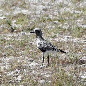 black bellied plover